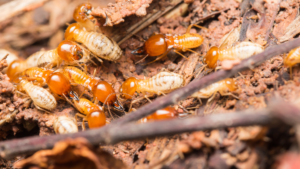 Termite Control Services