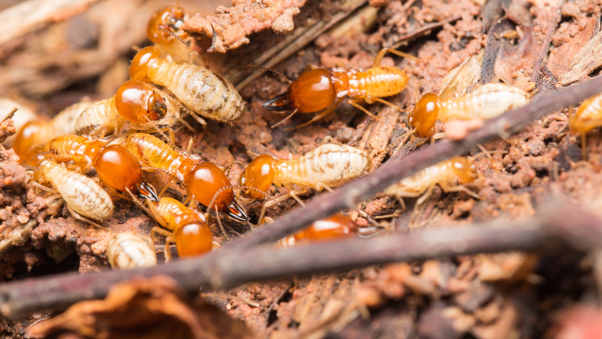 Termite Control Services