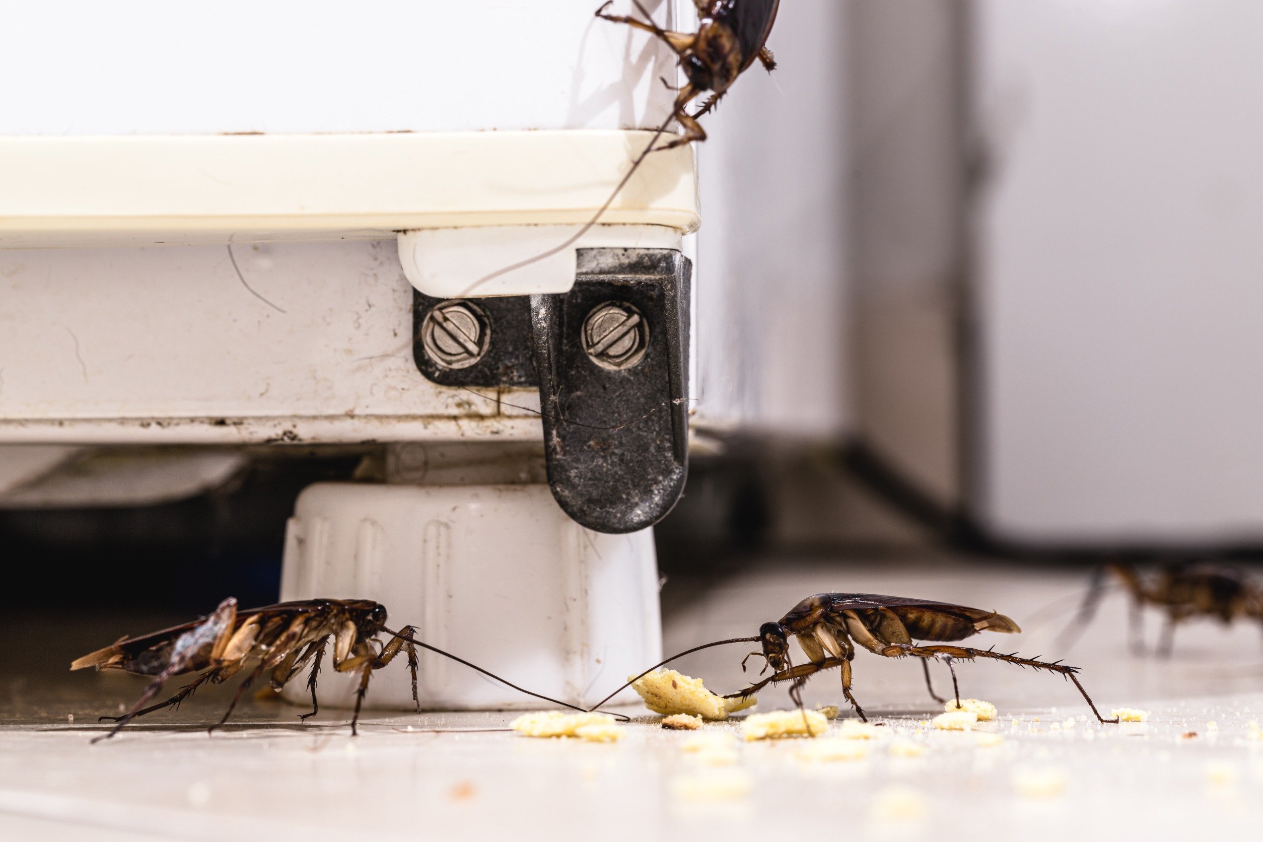 Pests on the floor of a kitchen