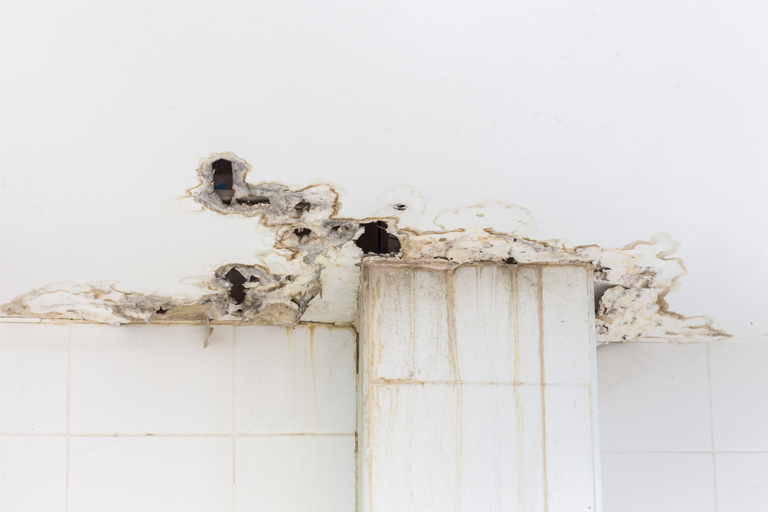 Dry rot on a white wall